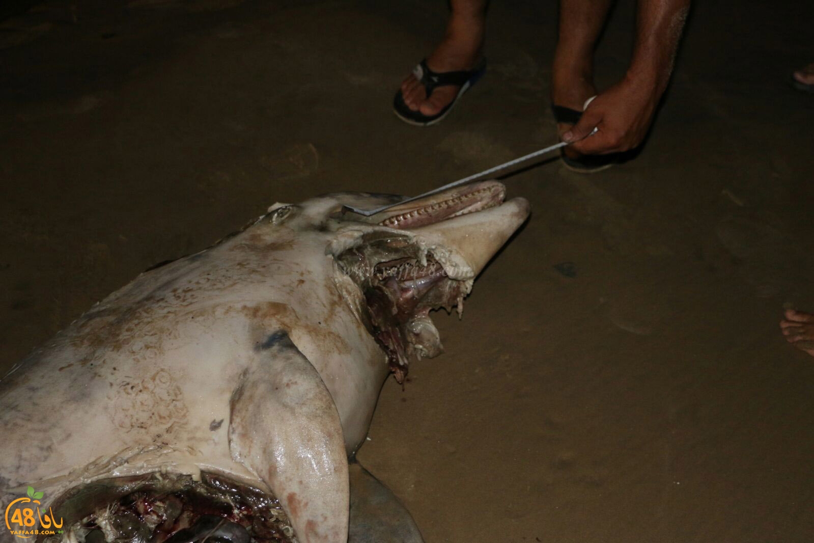 Ma3had dolphine (2).jpg